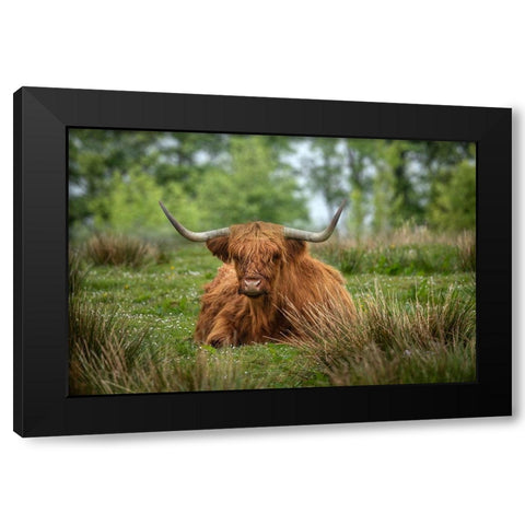 Scotland-The Isle of Skye Close-up of highland cow Black Modern Wood Framed Art Print with Double Matting by Jaynes Gallery