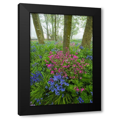 Scotland Wildflower scenic Black Modern Wood Framed Art Print by Jaynes Gallery