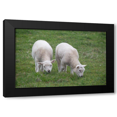 Great Britain-Shetland-Fair Isle Shetland sheep-twin lambs Black Modern Wood Framed Art Print by Hopkins, Cindy Miller