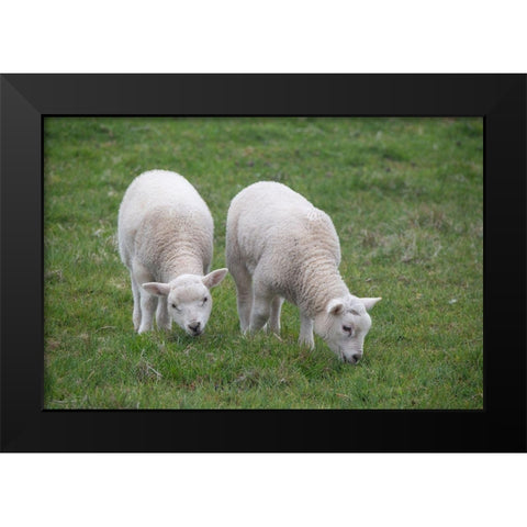 Great Britain-Shetland-Fair Isle Shetland sheep-twin lambs Black Modern Wood Framed Art Print by Hopkins, Cindy Miller