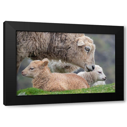 Great Britain-Shetland-Fair Isle Shetland sheep-ewe with lamb Black Modern Wood Framed Art Print by Hopkins, Cindy Miller