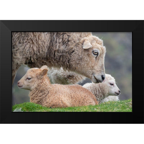 Great Britain-Shetland-Fair Isle Shetland sheep-ewe with lamb Black Modern Wood Framed Art Print by Hopkins, Cindy Miller
