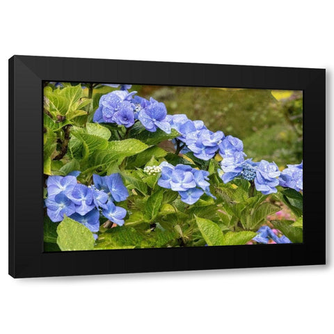 Hydrangea growing in the gardens of Dunvegan Castle in northern Isle of Skye Black Modern Wood Framed Art Print by Ostrowitz, Mallorie