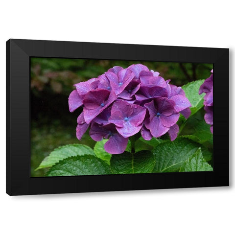 Big leaf hydrangea growing in the gardens of Dunvegan Castle in northern Isle of Skye Black Modern Wood Framed Art Print with Double Matting by Ostrowitz, Mallorie