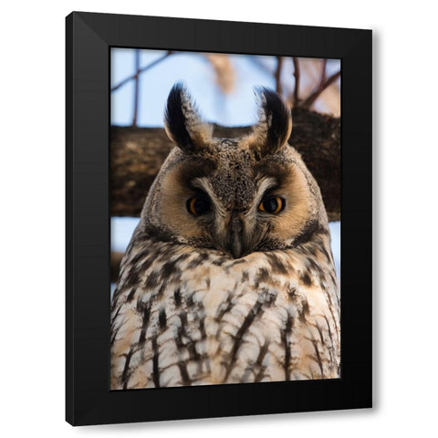 Long-eared owl-Asio otus-Kikinda-Serbia Black Modern Wood Framed Art Print with Double Matting by Pitamitz, Sergio