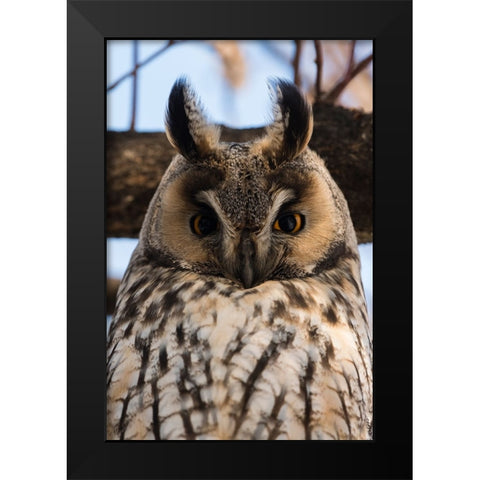 Long-eared owl-Asio otus-Kikinda-Serbia Black Modern Wood Framed Art Print by Pitamitz, Sergio