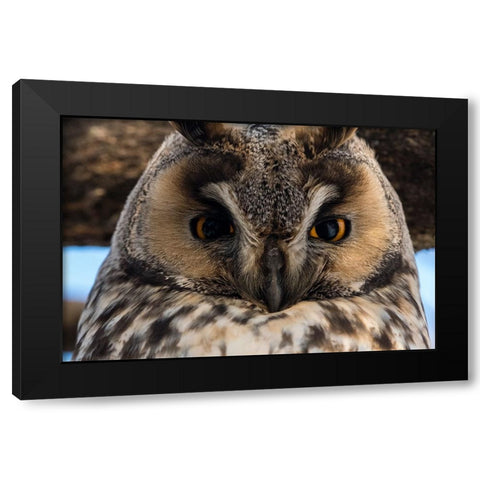Long-eared owl-Asio otus-Kikinda-Serbia Black Modern Wood Framed Art Print with Double Matting by Pitamitz, Sergio