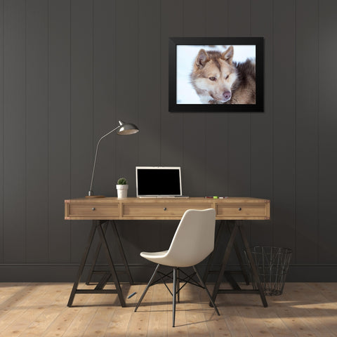 Sled dog during winter in Uummannaq in Greenland Dog teams are still draft animals Black Modern Wood Framed Art Print by Zwick, Martin