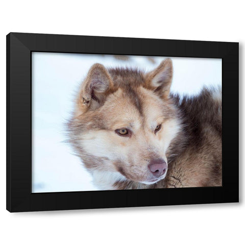 Sled dog during winter in Uummannaq in Greenland Dog teams are still draft animals Black Modern Wood Framed Art Print by Zwick, Martin