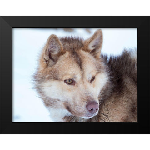 Sled dog during winter in Uummannaq in Greenland Dog teams are still draft animals Black Modern Wood Framed Art Print by Zwick, Martin