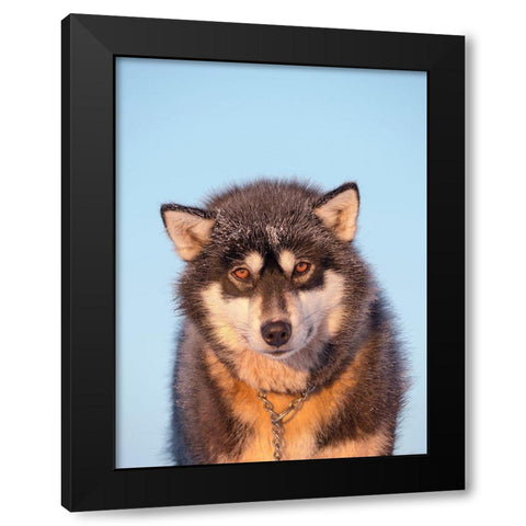 Sled dog during winter in Uummannaq in Greenland Dog teams are still draft animals Black Modern Wood Framed Art Print with Double Matting by Zwick, Martin