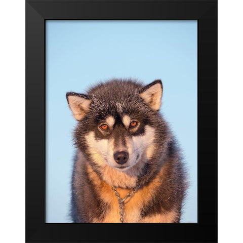 Sled dog during winter in Uummannaq in Greenland Dog teams are still draft animals Black Modern Wood Framed Art Print by Zwick, Martin