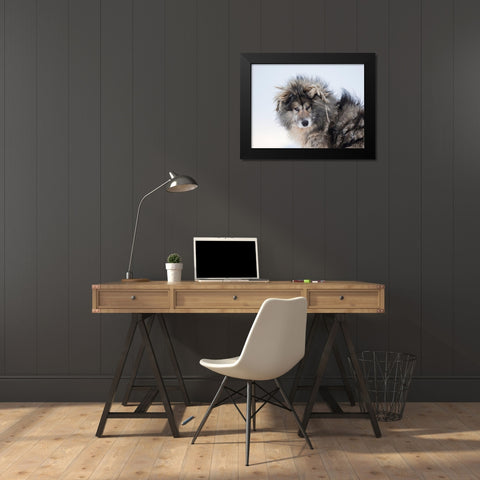 Sled dog during winter in Uummannaq in Greenland Dog teams are still draft animals Black Modern Wood Framed Art Print by Zwick, Martin
