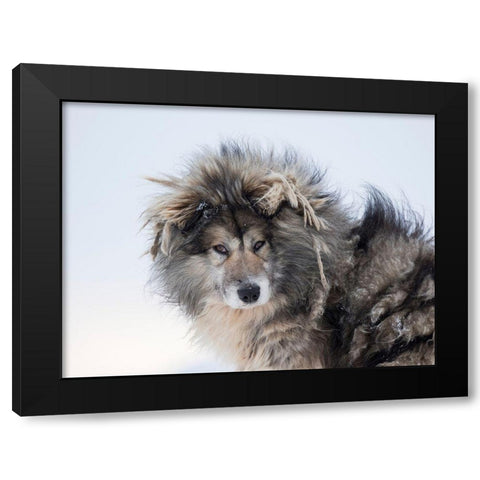 Sled dog during winter in Uummannaq in Greenland Dog teams are still draft animals Black Modern Wood Framed Art Print with Double Matting by Zwick, Martin