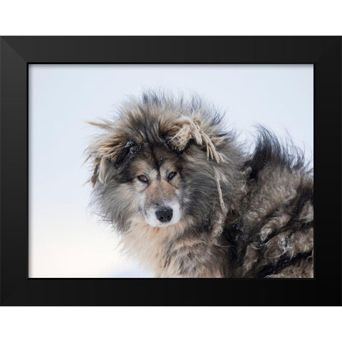 Sled dog during winter in Uummannaq in Greenland Dog teams are still draft animals Black Modern Wood Framed Art Print by Zwick, Martin