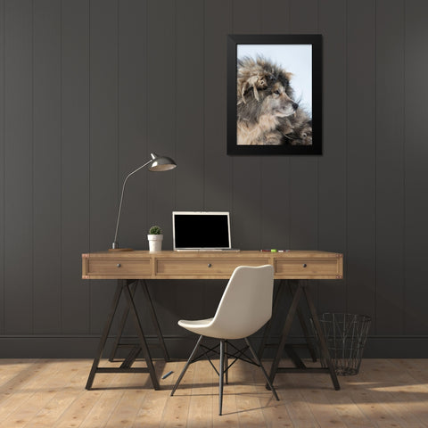 Sled dog during winter in Uummannaq in Greenland Dog teams are still draft animals Black Modern Wood Framed Art Print by Zwick, Martin