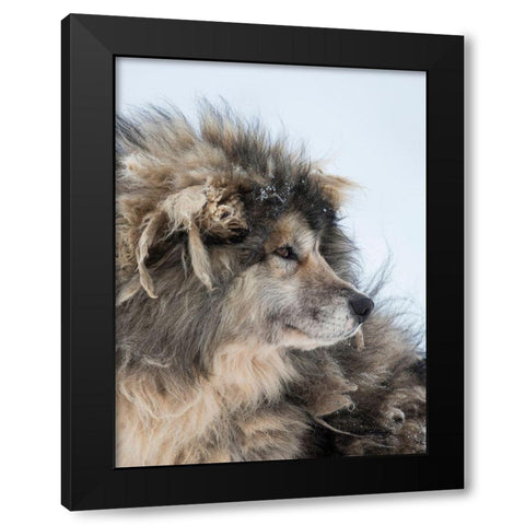 Sled dog during winter in Uummannaq in Greenland Dog teams are still draft animals Black Modern Wood Framed Art Print with Double Matting by Zwick, Martin
