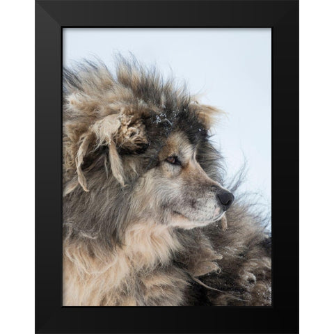 Sled dog during winter in Uummannaq in Greenland Dog teams are still draft animals Black Modern Wood Framed Art Print by Zwick, Martin