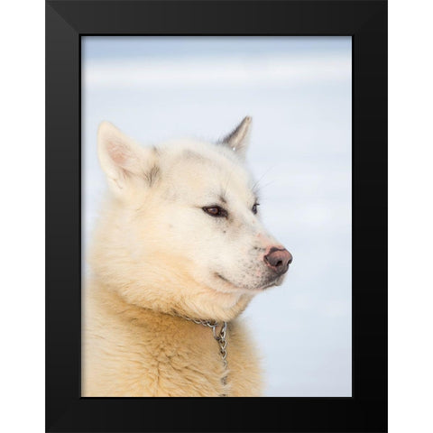 Sled dog during winter in Uummannaq in Greenland Dog teams are still draft animals Black Modern Wood Framed Art Print by Zwick, Martin