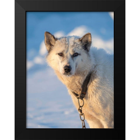Sled dog during winter in Uummannaq in Greenland Dog teams are still draft animals Black Modern Wood Framed Art Print by Zwick, Martin