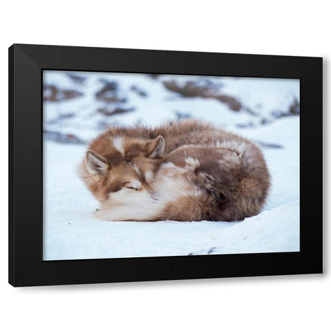 Sled dog during winter in Uummannaq in Greenland Dog teams are still draft animals Black Modern Wood Framed Art Print with Double Matting by Zwick, Martin