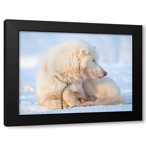 Sled dog during winter in Uummannaq in Greenland Dog teams are still draft animals Black Modern Wood Framed Art Print with Double Matting by Zwick, Martin