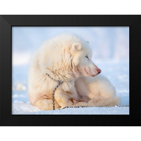 Sled dog during winter in Uummannaq in Greenland Dog teams are still draft animals Black Modern Wood Framed Art Print by Zwick, Martin