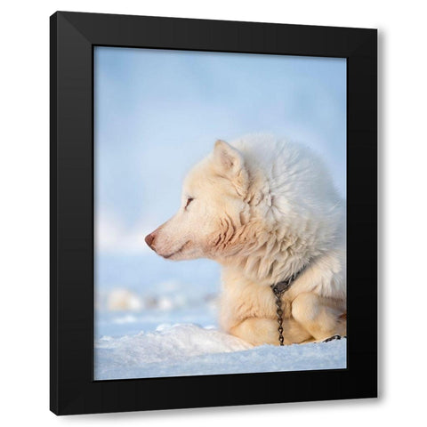 Sled dog during winter in Uummannaq in Greenland Dog teams are still draft animals Black Modern Wood Framed Art Print by Zwick, Martin