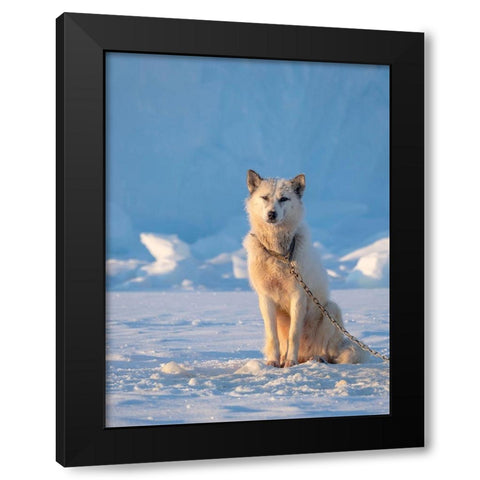 Sled dog during winter in Uummannaq in Greenland Dog teams are still draft animals Black Modern Wood Framed Art Print by Zwick, Martin