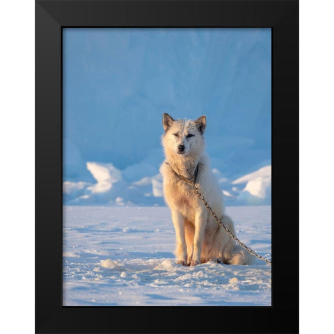Sled dog during winter in Uummannaq in Greenland Dog teams are still draft animals Black Modern Wood Framed Art Print by Zwick, Martin