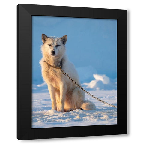 Sled dog during winter in Uummannaq in Greenland Dog teams are still draft animals Black Modern Wood Framed Art Print by Zwick, Martin