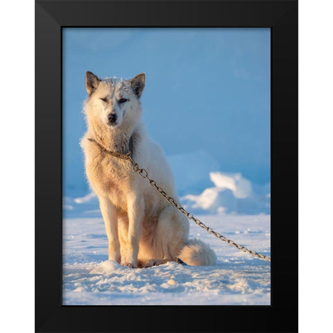 Sled dog during winter in Uummannaq in Greenland Dog teams are still draft animals Black Modern Wood Framed Art Print by Zwick, Martin