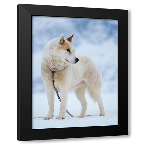 Sled dog during winter in Uummannaq in Greenland Dog teams are still draft animals Black Modern Wood Framed Art Print with Double Matting by Zwick, Martin
