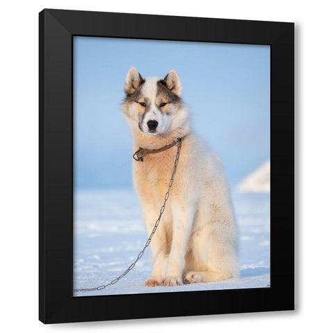 Sled dog during winter in Uummannaq in Greenland Dog teams are still draft animals Black Modern Wood Framed Art Print by Zwick, Martin