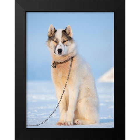 Sled dog during winter in Uummannaq in Greenland Dog teams are still draft animals Black Modern Wood Framed Art Print by Zwick, Martin