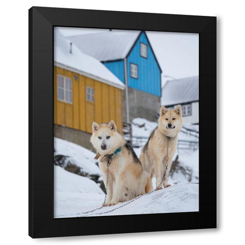 Sled dog during winter in Uummannaq in Greenland Dog teams are still draft animals Black Modern Wood Framed Art Print by Zwick, Martin