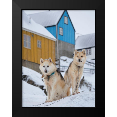 Sled dog during winter in Uummannaq in Greenland Dog teams are still draft animals Black Modern Wood Framed Art Print by Zwick, Martin