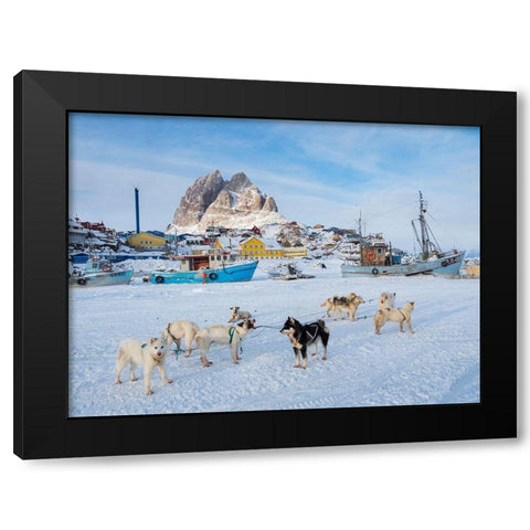 Team of sled dog during winter in Uummannaq in Greenland Black Modern Wood Framed Art Print with Double Matting by Zwick, Martin