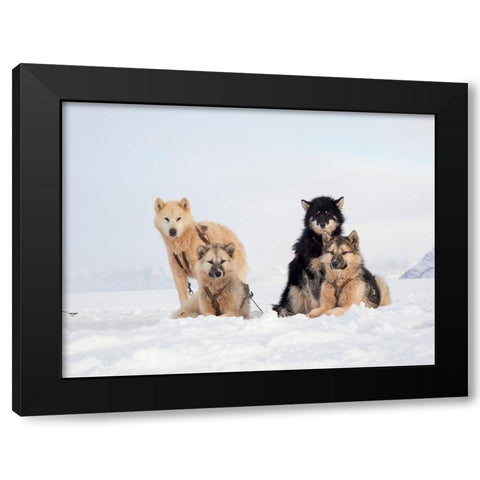 Sled dog during winter in Uummannaq in Greenland  Black Modern Wood Framed Art Print with Double Matting by Zwick, Martin