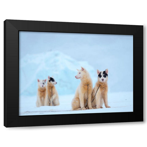 Sled dog during winter in Uummannaq in Greenland  Black Modern Wood Framed Art Print with Double Matting by Zwick, Martin