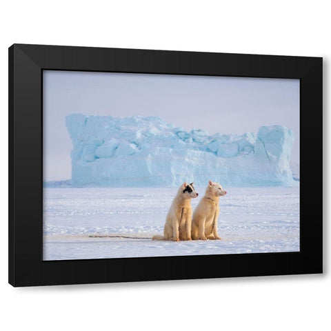Sled dog during winter in Uummannaq in Greenland  Black Modern Wood Framed Art Print with Double Matting by Zwick, Martin