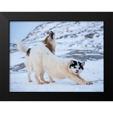 Sled dog during winter in Uummannaq in Greenland  Black Modern Wood Framed Art Print by Zwick, Martin