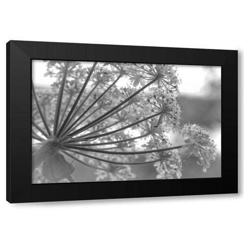 Alaska, Glacier Bay Cow parsnip in Bartlett Cove Black Modern Wood Framed Art Print by Paulson, Don