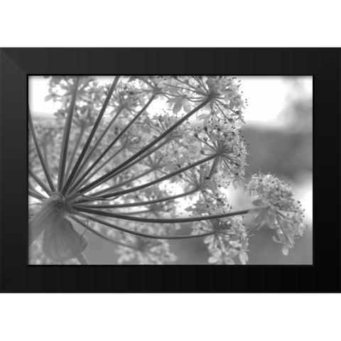 Alaska, Glacier Bay Cow parsnip in Bartlett Cove Black Modern Wood Framed Art Print by Paulson, Don