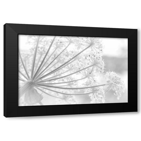 Alaska, Glacier Bay Cow parsnip in Bartlett Cove Black Modern Wood Framed Art Print by Paulson, Don
