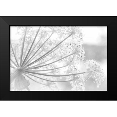 Alaska, Glacier Bay Cow parsnip in Bartlett Cove Black Modern Wood Framed Art Print by Paulson, Don
