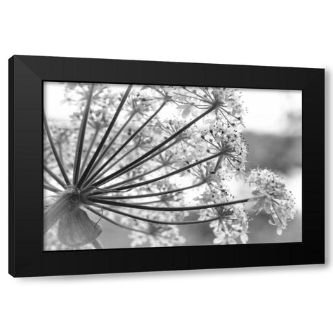 Alaska, Glacier Bay Cow parsnip in Bartlett Cove Black Modern Wood Framed Art Print with Double Matting by Paulson, Don
