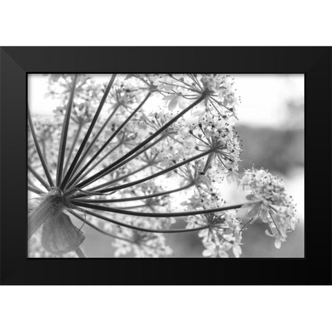 Alaska, Glacier Bay Cow parsnip in Bartlett Cove Black Modern Wood Framed Art Print by Paulson, Don
