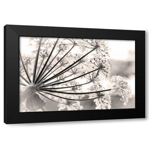 Alaska, Glacier Bay Cow parsnip in Bartlett Cove Black Modern Wood Framed Art Print by Paulson, Don