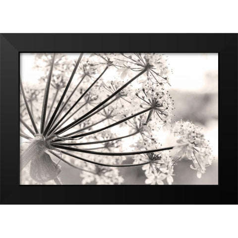 Alaska, Glacier Bay Cow parsnip in Bartlett Cove Black Modern Wood Framed Art Print by Paulson, Don